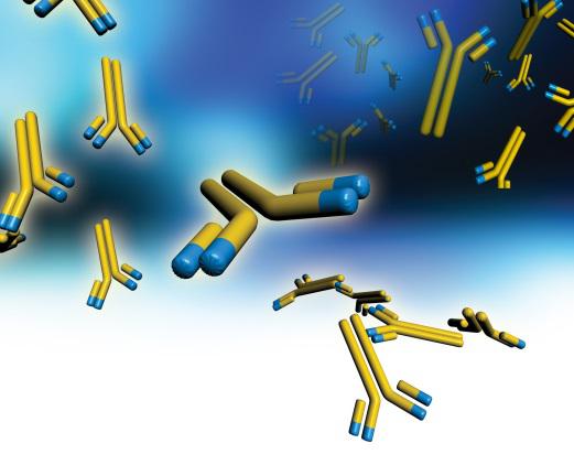 Therapeutic Antibody Engineering
