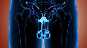 prostate