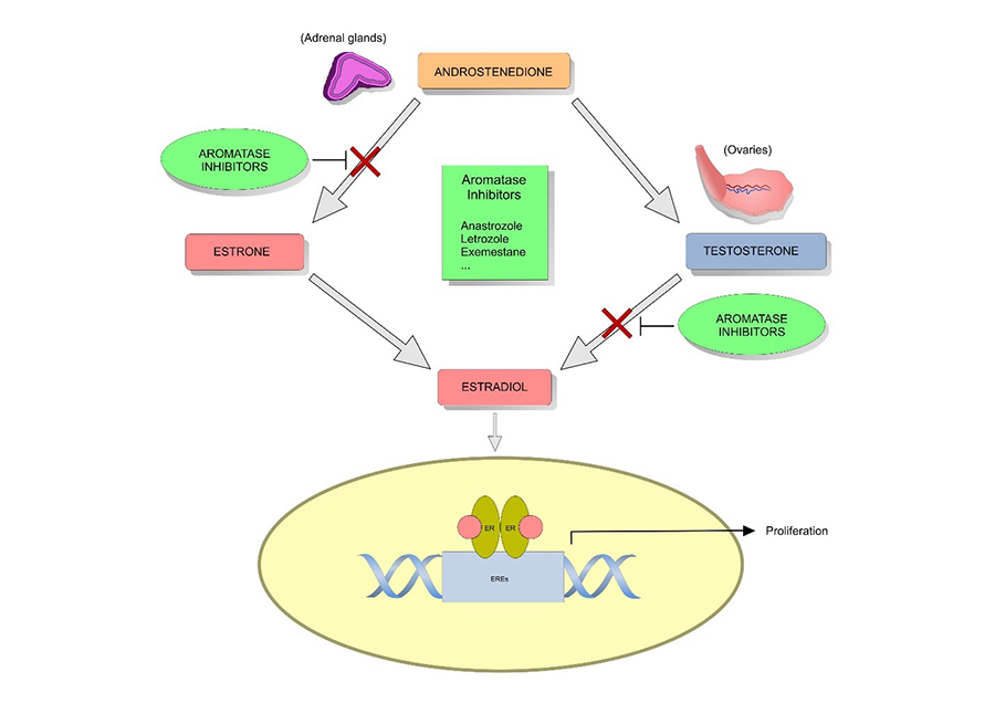 Mechanism of action of aromatase inhibitors