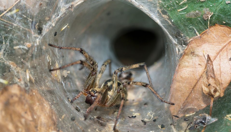 Australian funnel web spider