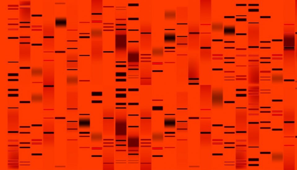 genetic markers in red dye