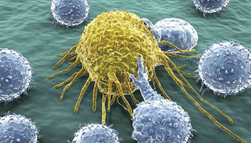 New Discovery May Significantly Broaden the Applicability T-Cell Immunotherapy