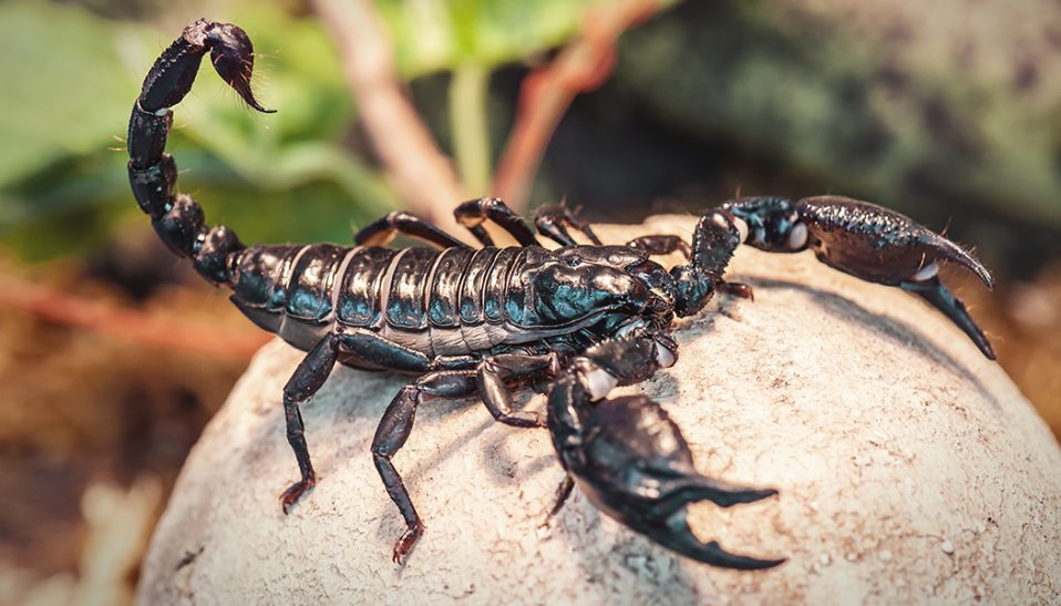 scorpion venom brain cancer