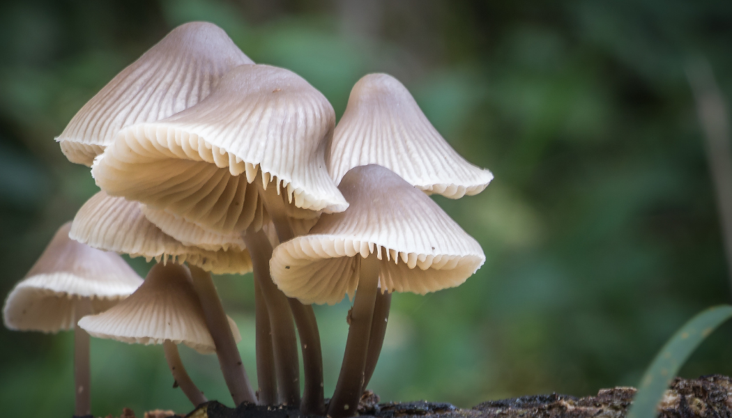 Mushrooms for Cancer Prevention and Mental Wellbeing - NFCR