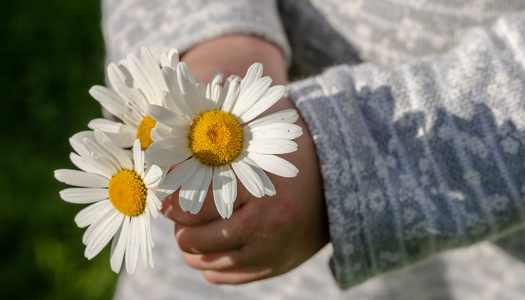 Little Child Holding Memorial Flowers White Daisies