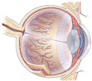 cancer-associated retinopathy (CAR)